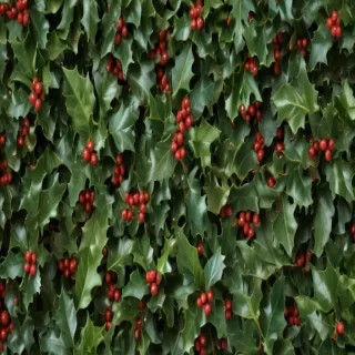 images of holly