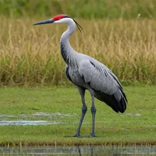crane bird