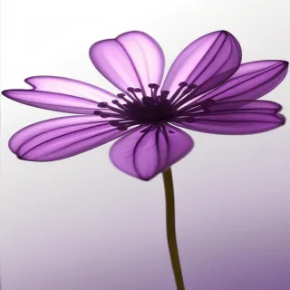 transparent purple flower
