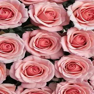 roses background aesthetic