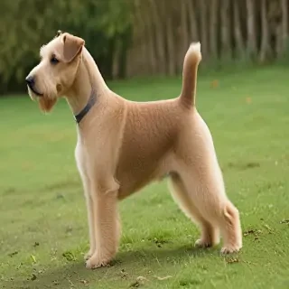 lakeland terrier