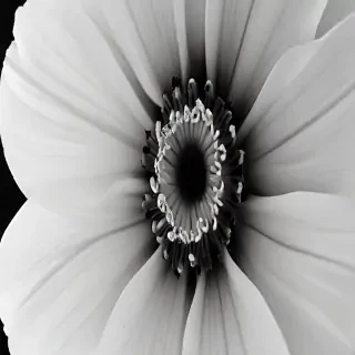black and white flower