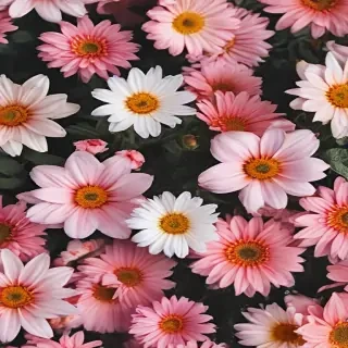 flowers aesthetic wallpaper
