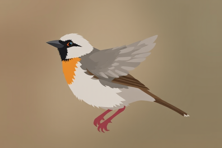 sparrow clipart