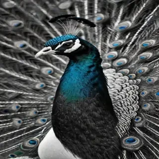 peacock black and white