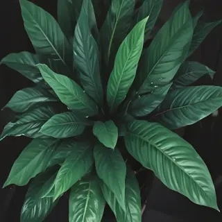 plant phone wallpaper
