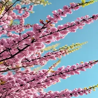 springtime iphone wallpaper