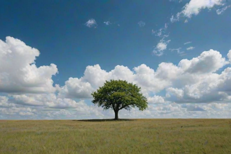 a solitary tree in a vast open field under a blue sky with a few fluffy clouds