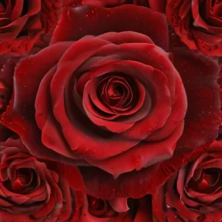 red rose background