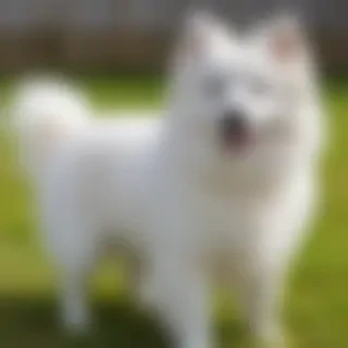 japanese spitz dog breed