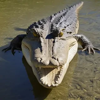 saltwater crocodile
