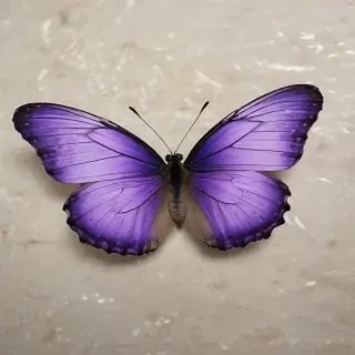 purple butterfly