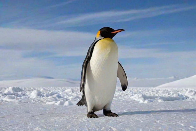 penguin backgrounds