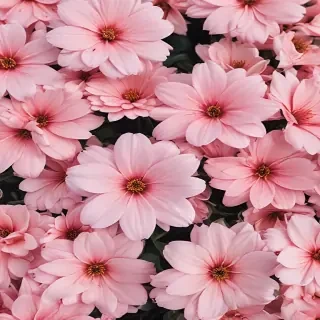 cute flower wallpaper aesthetic
