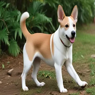taiwan dog breed