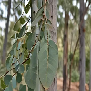 transparent eucalyptus