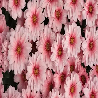 aesthetic flower backgrounds