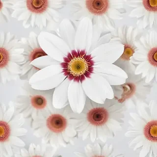 white background flower