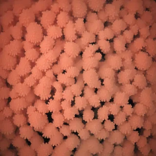 coral color