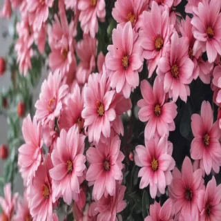 cute aesthetic flower wallpapers