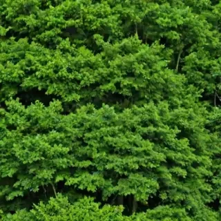 trees no background
