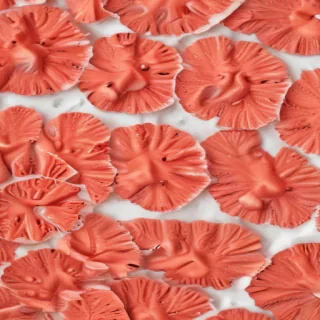 coral color