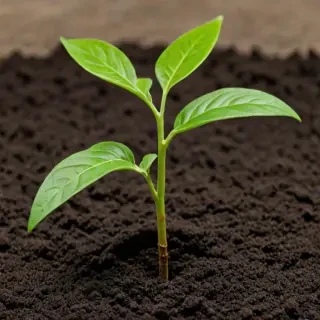 seedling png