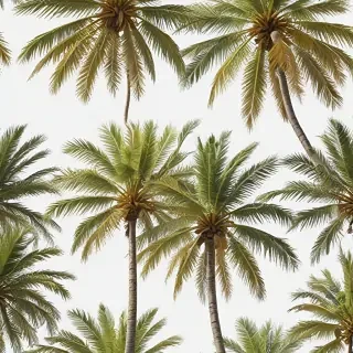 palm tree transparent background