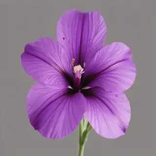 purple flower png