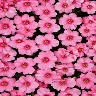 pink flower background
