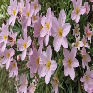 spring flowers
