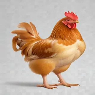 chicken transparent background