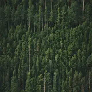 trees background