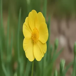 buttercup flower