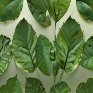 green leaf design
