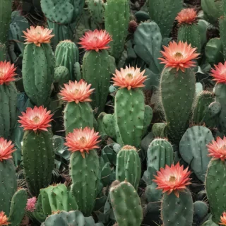 aesthetic cactus wallpaper