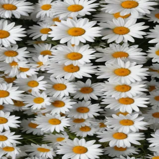 daisies png