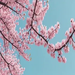 spring backgrounds aesthetic