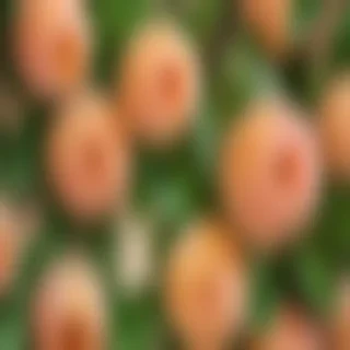 peach background wallpaper