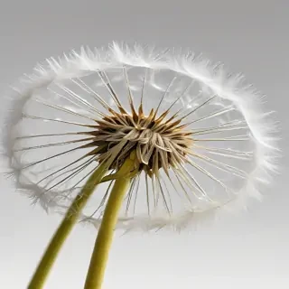 dandelion png