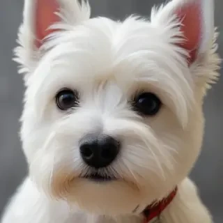 west highland terrier