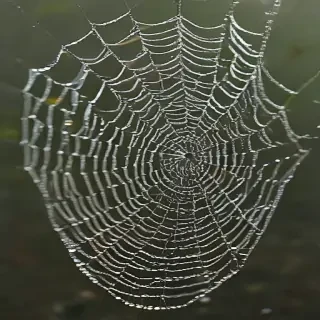 spiderweb
