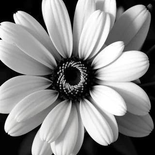 flower images black and white