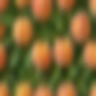 peach background wallpaper