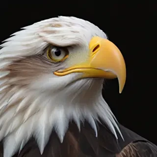 bald eagle png