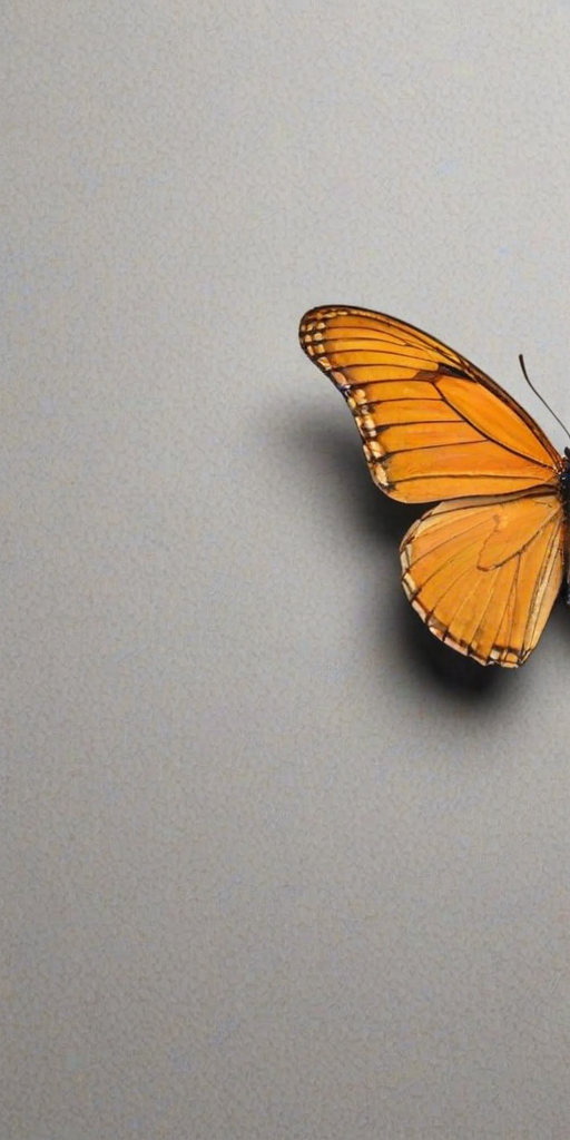 butterfly png outline