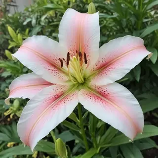 lily flower