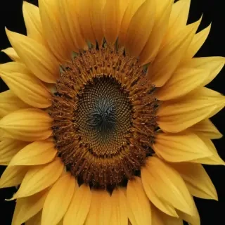 sunflower outline