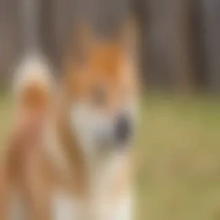 aussie shiba dog breed