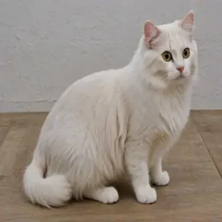 american curl breed